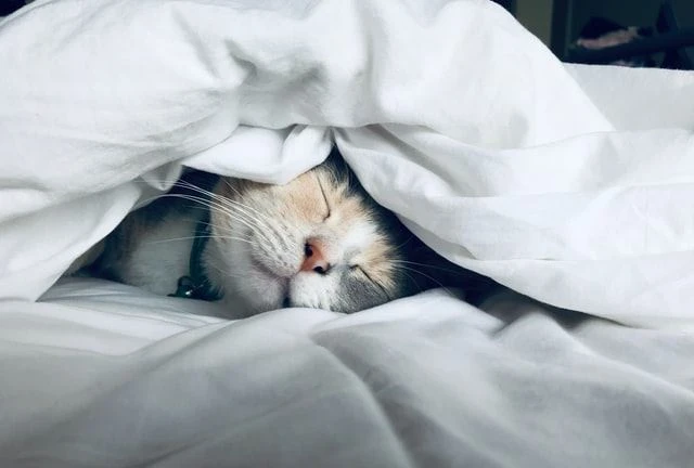 Perché gli animali domestici russano quando dormono?