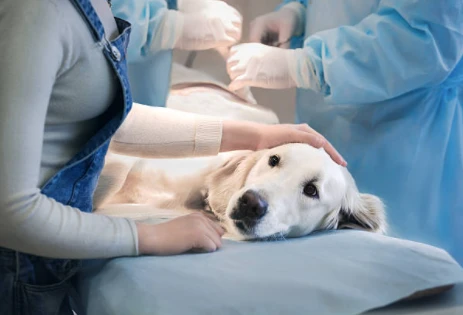 Quali malattie possono trasmettere i cani all'uomo?