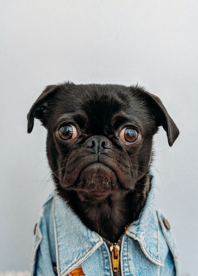 Ai cani piace indossare vestiti?