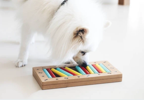 Come rendere il tuo cane più intelligente e imparare a tracciare?