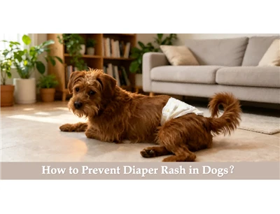 Come prevenire l'irritazione da pannolino nei cani?